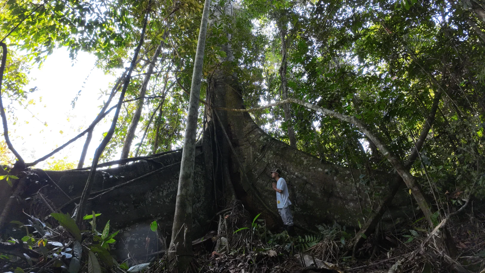 A visitor beside the roots of a rainforest tree