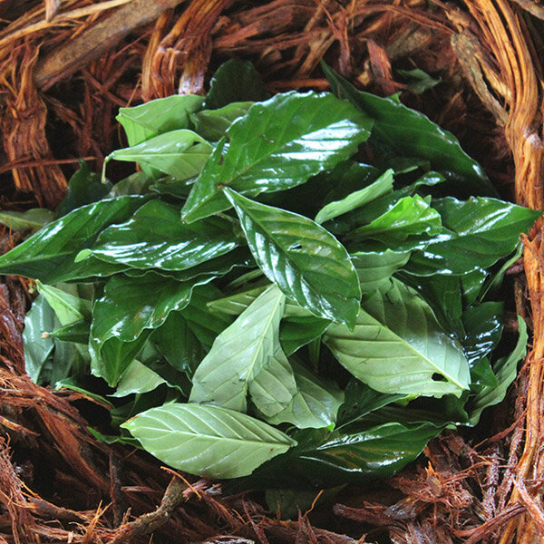Green chacruna leaves resting on fibrous ayahuasca vine material