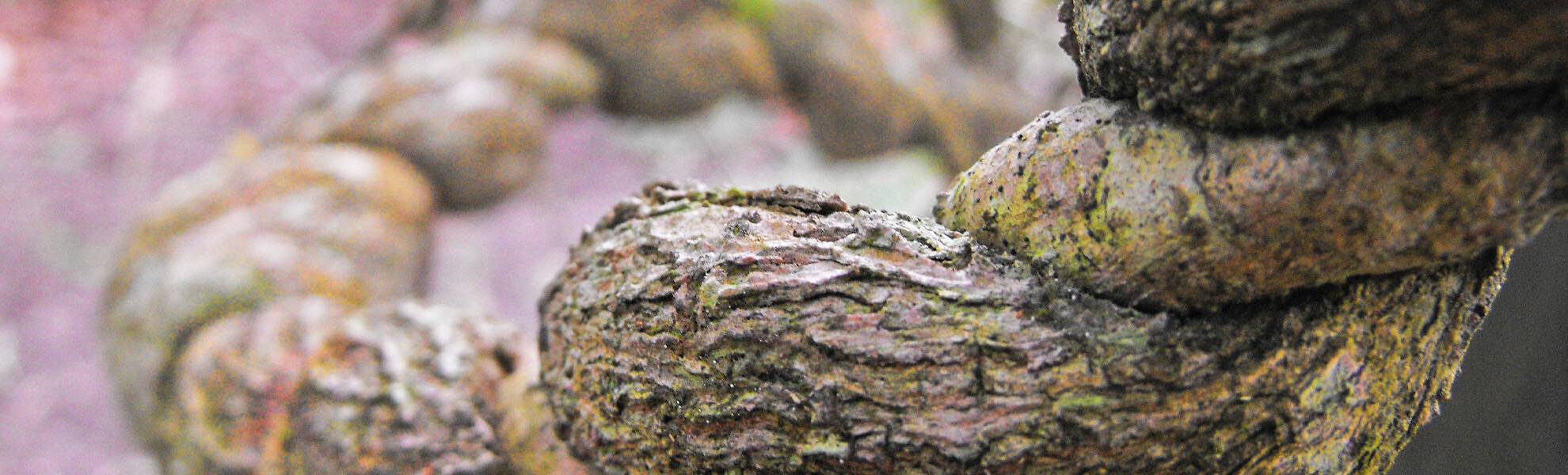 Close view of the twisted, textured stem of an ayahuasca vine