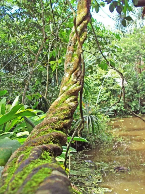 A thick, twisting ayahuasca vine growing among rainforest plants
