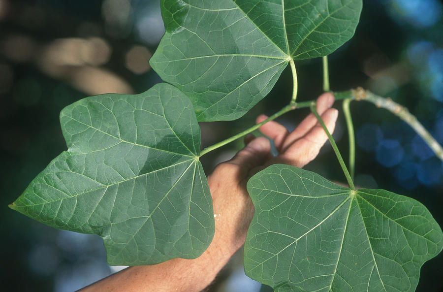 Real Piñón Blanco plant photograph